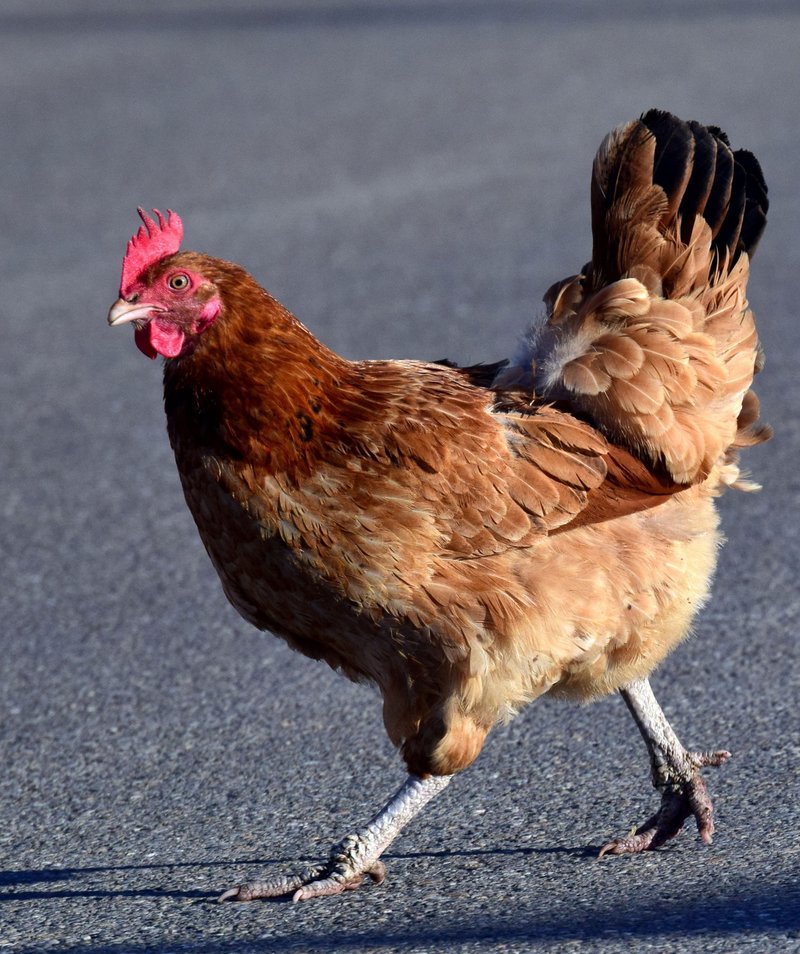 Overview of chicken road