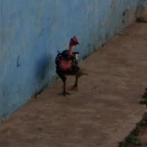 Chicken road online in Spain